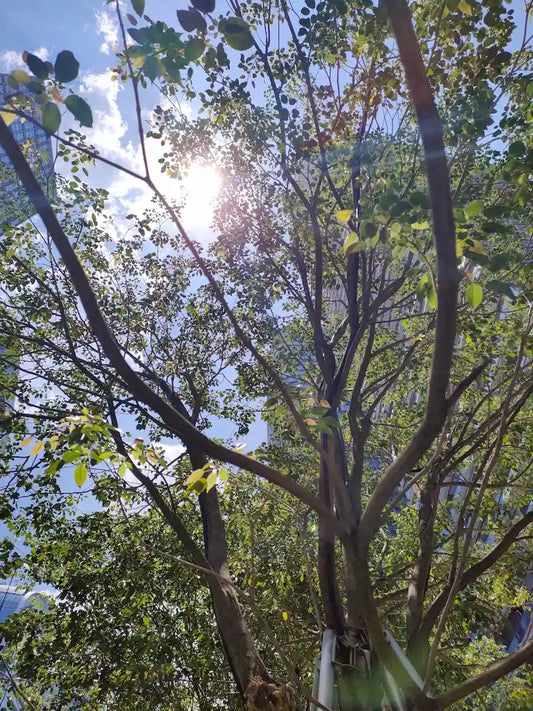 Sunlight filtering through tree branches against a clear blue sky — a quiet moment of stillness, much like the pause you take when holding a 108-bead mala bracelet and letting your mind settle.